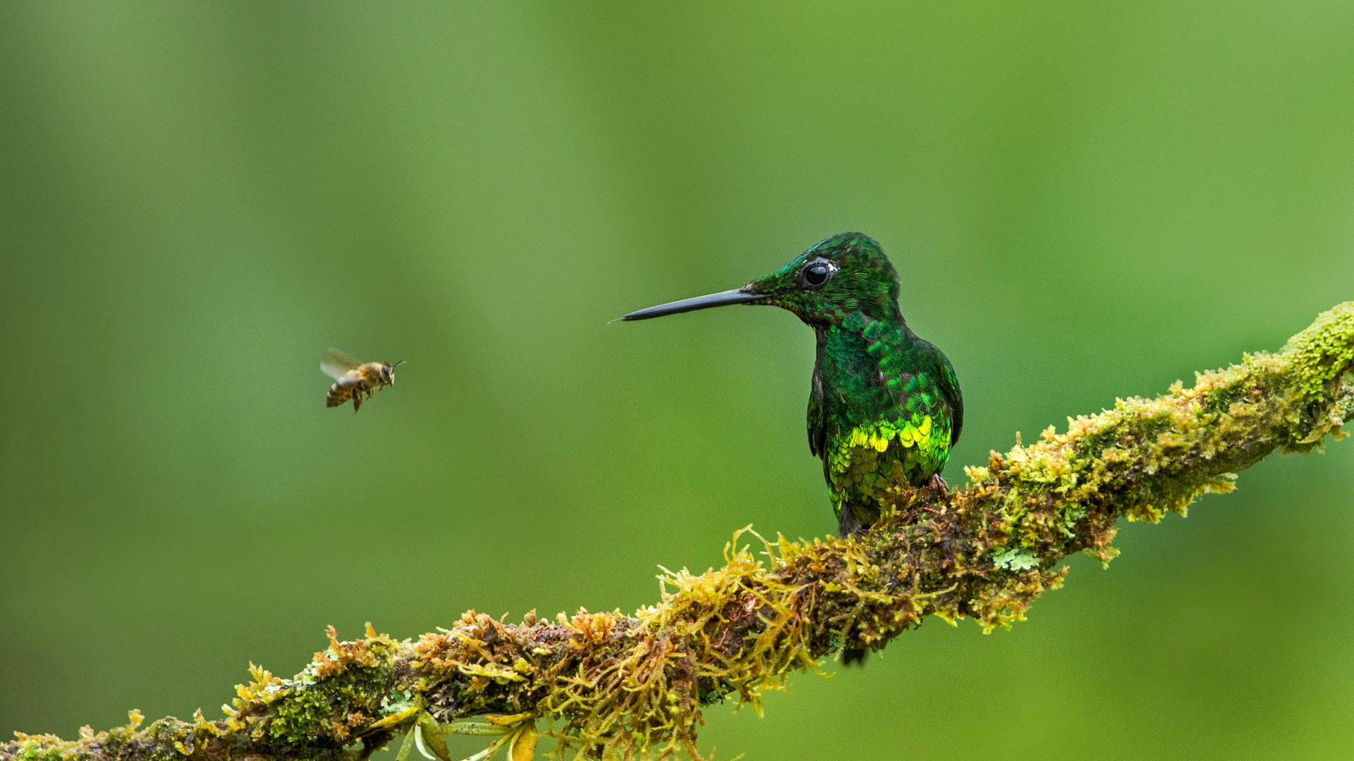 ӦֽʻԷ۷䣬ױ (© Jiri Hrebicek/Alamy)