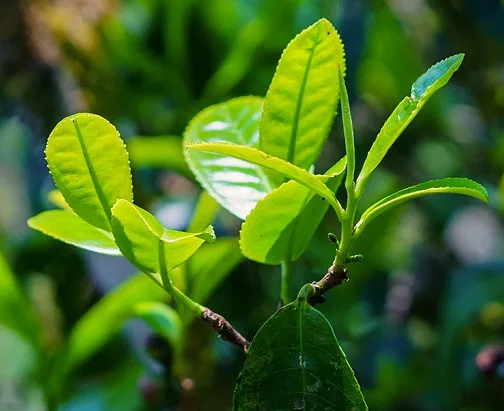 山头茶喝到这些，几乎是巅峰了