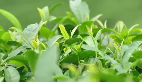 一山一味，带您解析普洱山头茶的密码究竟是什